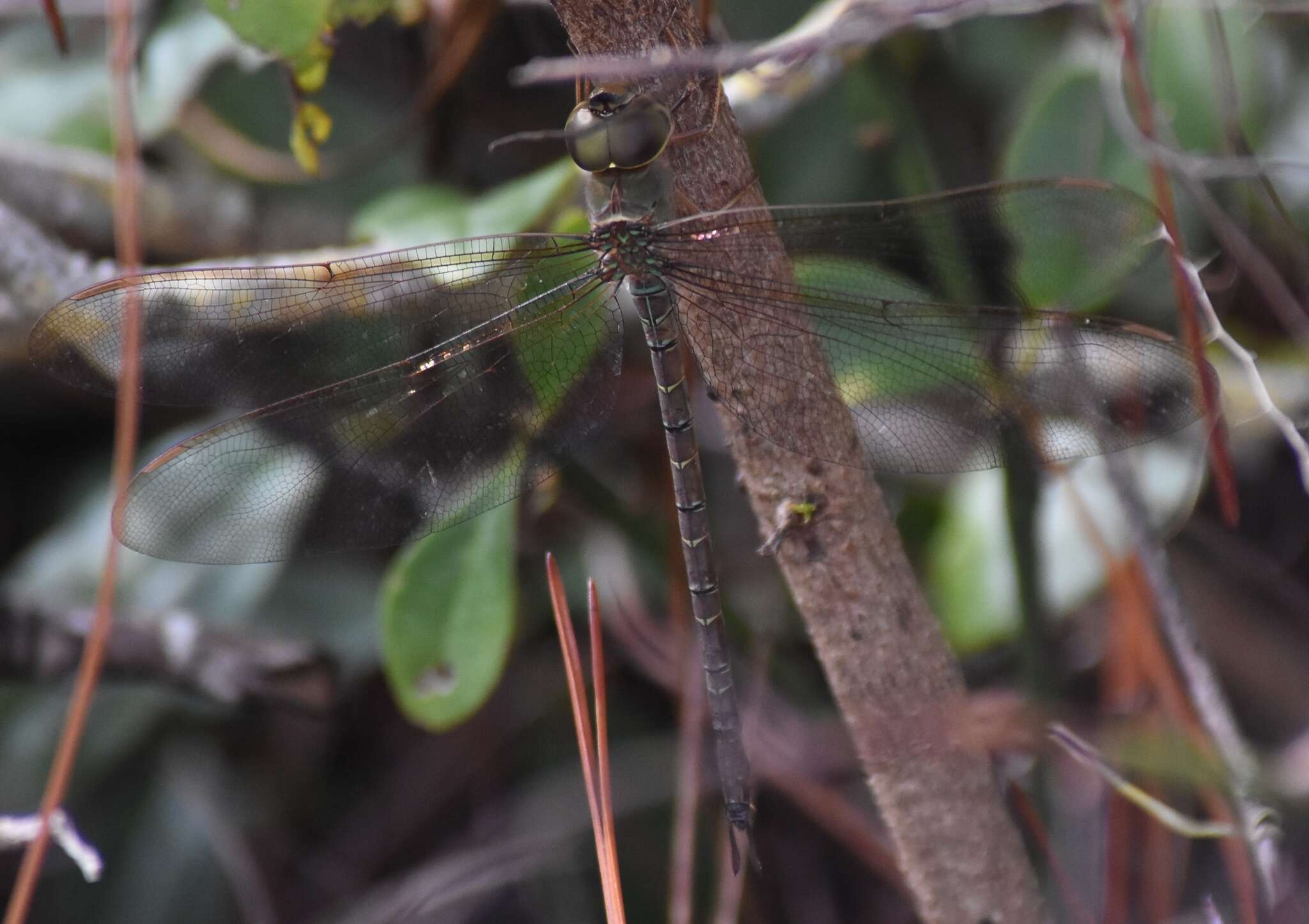 Image de Gynacantha nervosa Rambur 1842