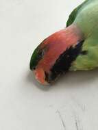 Image of Long-tailed Parakeet