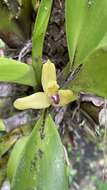 Image of Maxillaria maleolens Schltr.