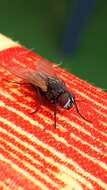 Image of house fly