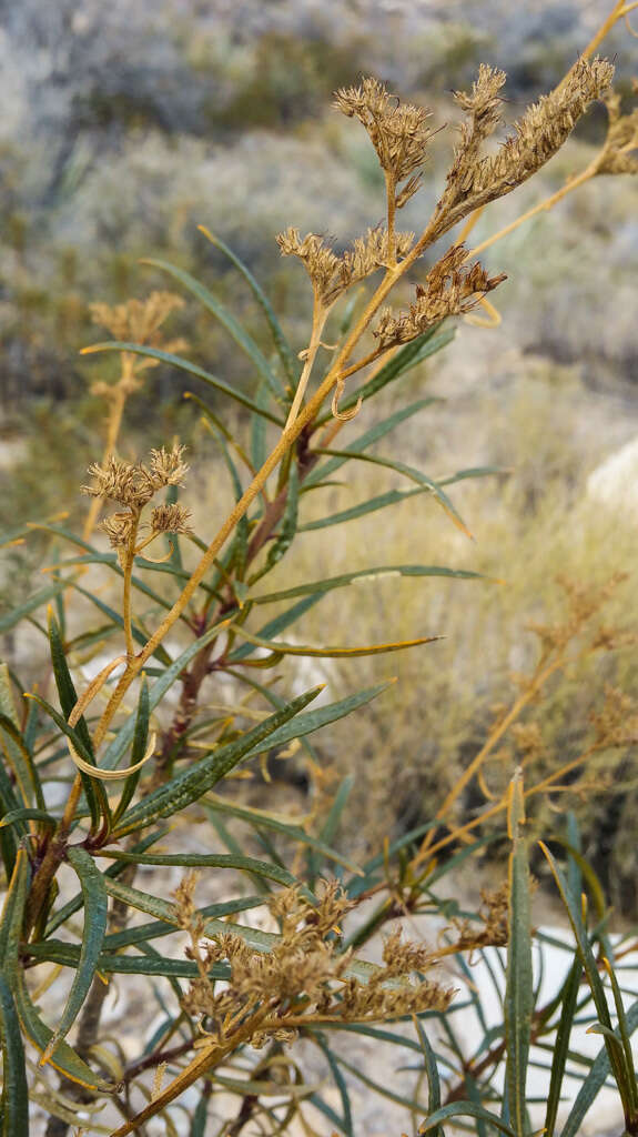 Imagem de Eriodictyon angustifolium Nutt.