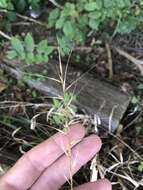 Image de Elymus hystrix var. piedmontanus