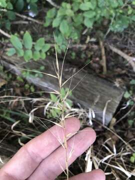 Image of Elymus hystrix var. piedmontanus