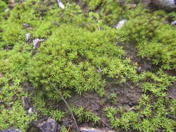 Image of trichostomum moss