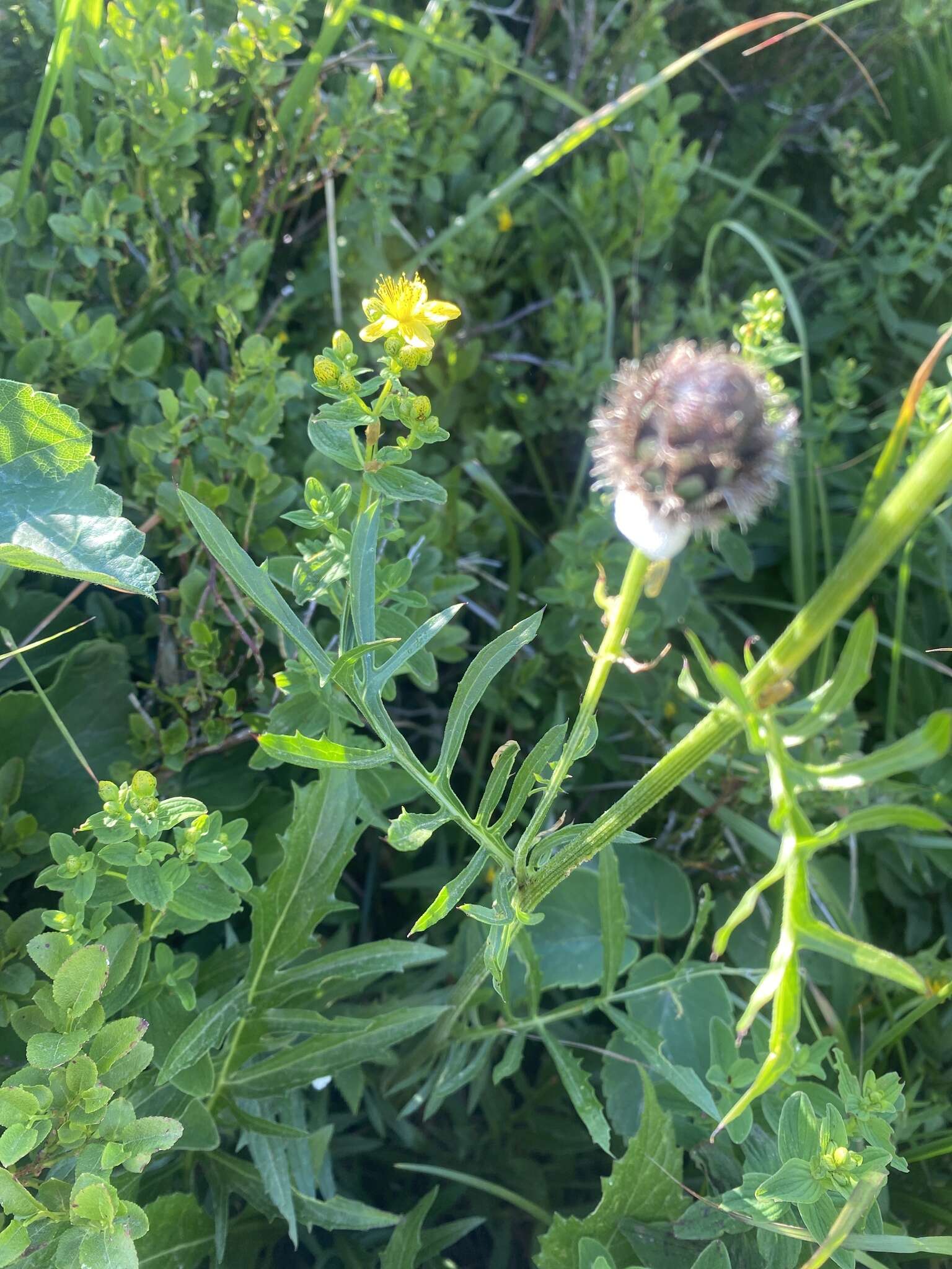 Слика од Centaurea kotschyana Heuff. ex Koch