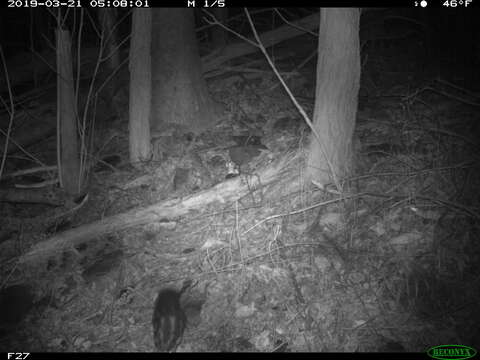 Image of Allegheny Spotted Skunk