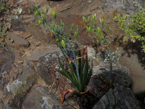 Image of Albuca schoenlandii Baker