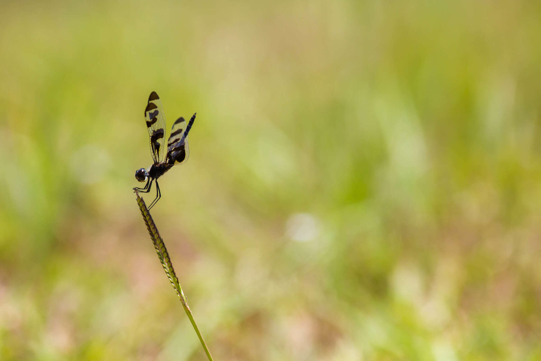 Imagem de Celithemis fasciata Kirby 1889