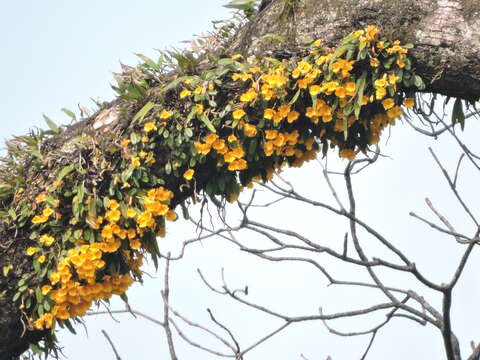 Image of Dendrobium jenkinsii Wall. ex Lindl.