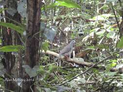 Image of Tuxtla Quail-Dove