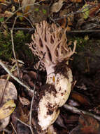 Image of Ramaria violaceibrunnea (Marr & D. E. Stuntz) R. H. Petersen 1986