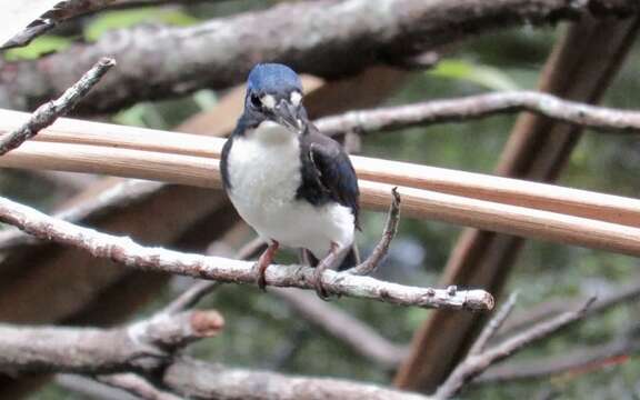 Image of Little Kingfisher