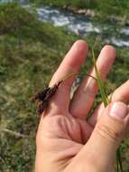 Image of Carex aterrima Hoppe