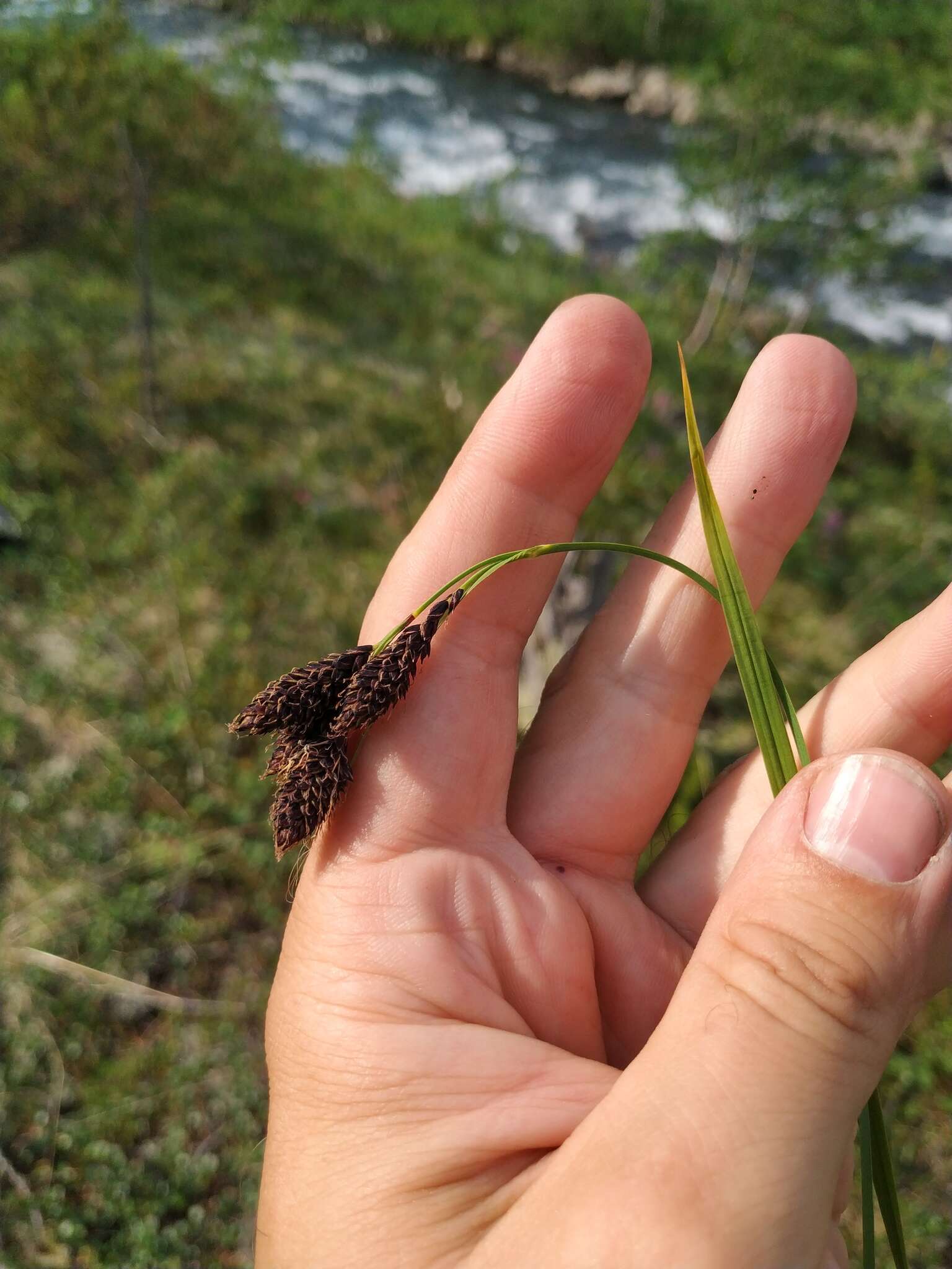 Image of Carex aterrima Hoppe