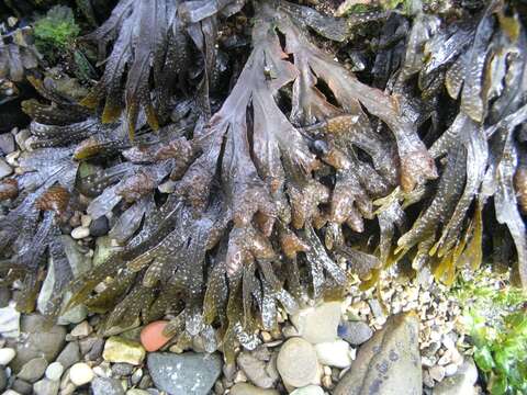 Image of Fucus virsoides