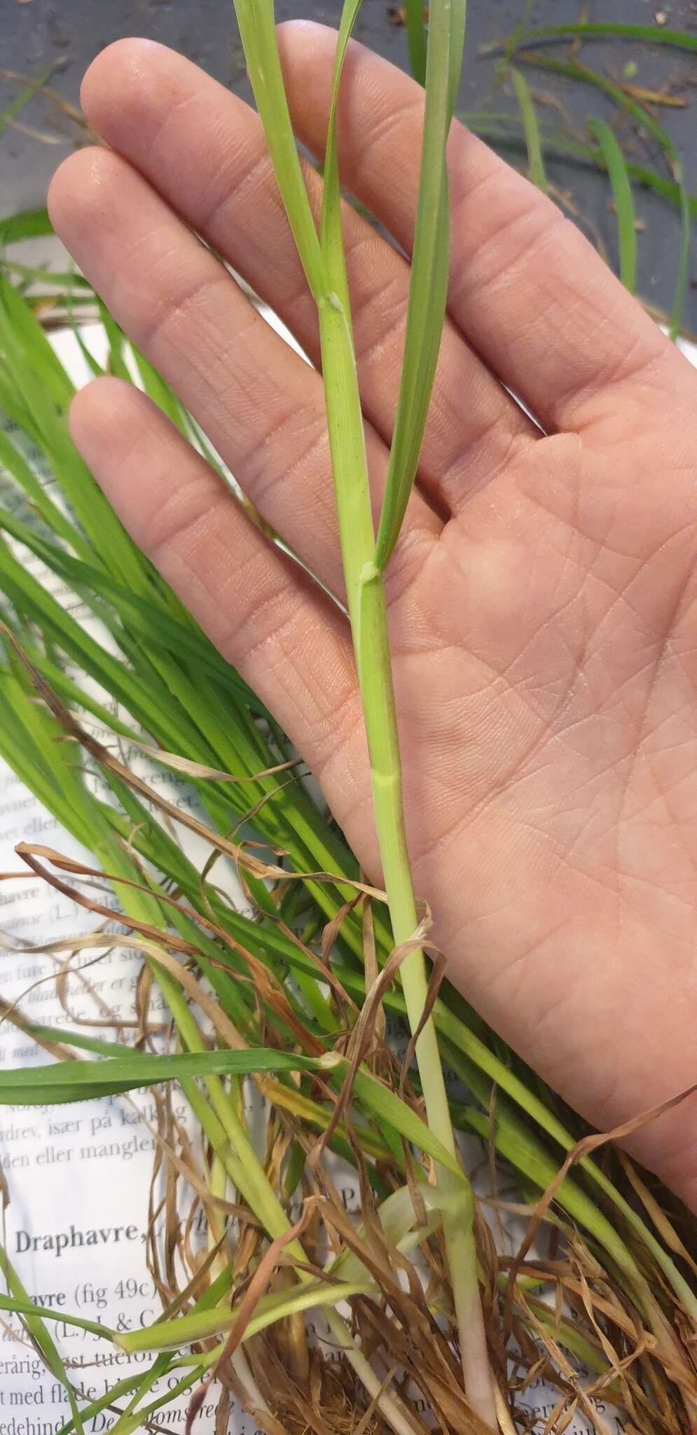 Image of orchardgrass