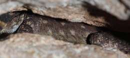 Image of Lang's Crag Lizard