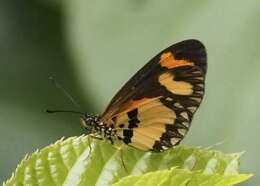 Image of Acraea bonasia Fabricius 1775