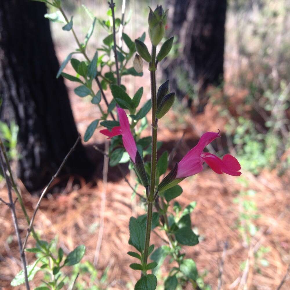 Salvia microphylla Kunth resmi