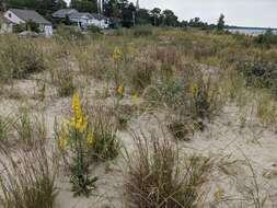 صورة Solidago hispida Muhl. ex Willd.