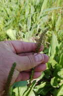 Imagem de Plantago cornuti Gouan