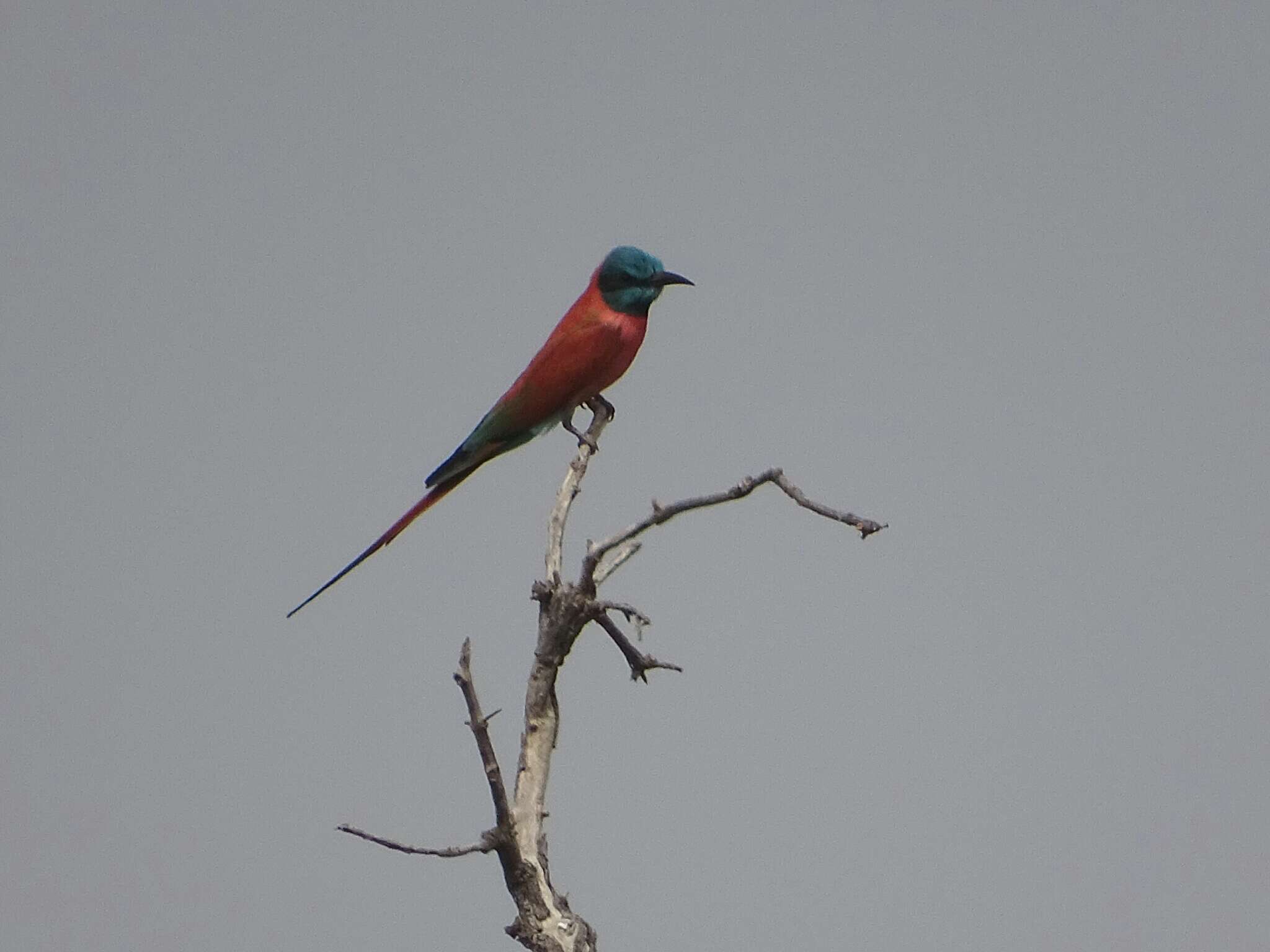 Image of Northern Carmine Bee-eater