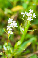 Imagem de Lysimachia candida Lindl.