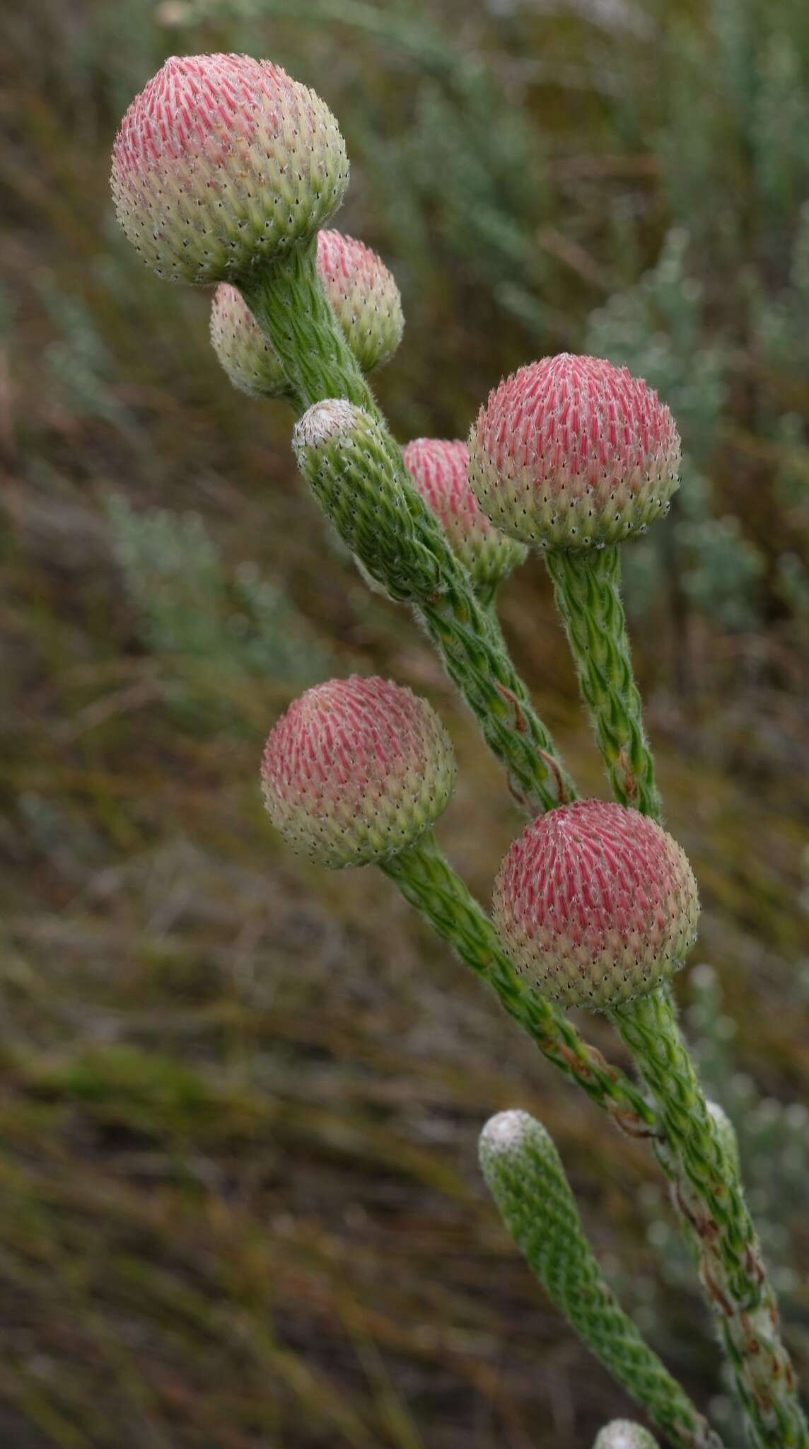 Sivun Brunia sphaerocephala (Sond.) A. V. Hall kuva