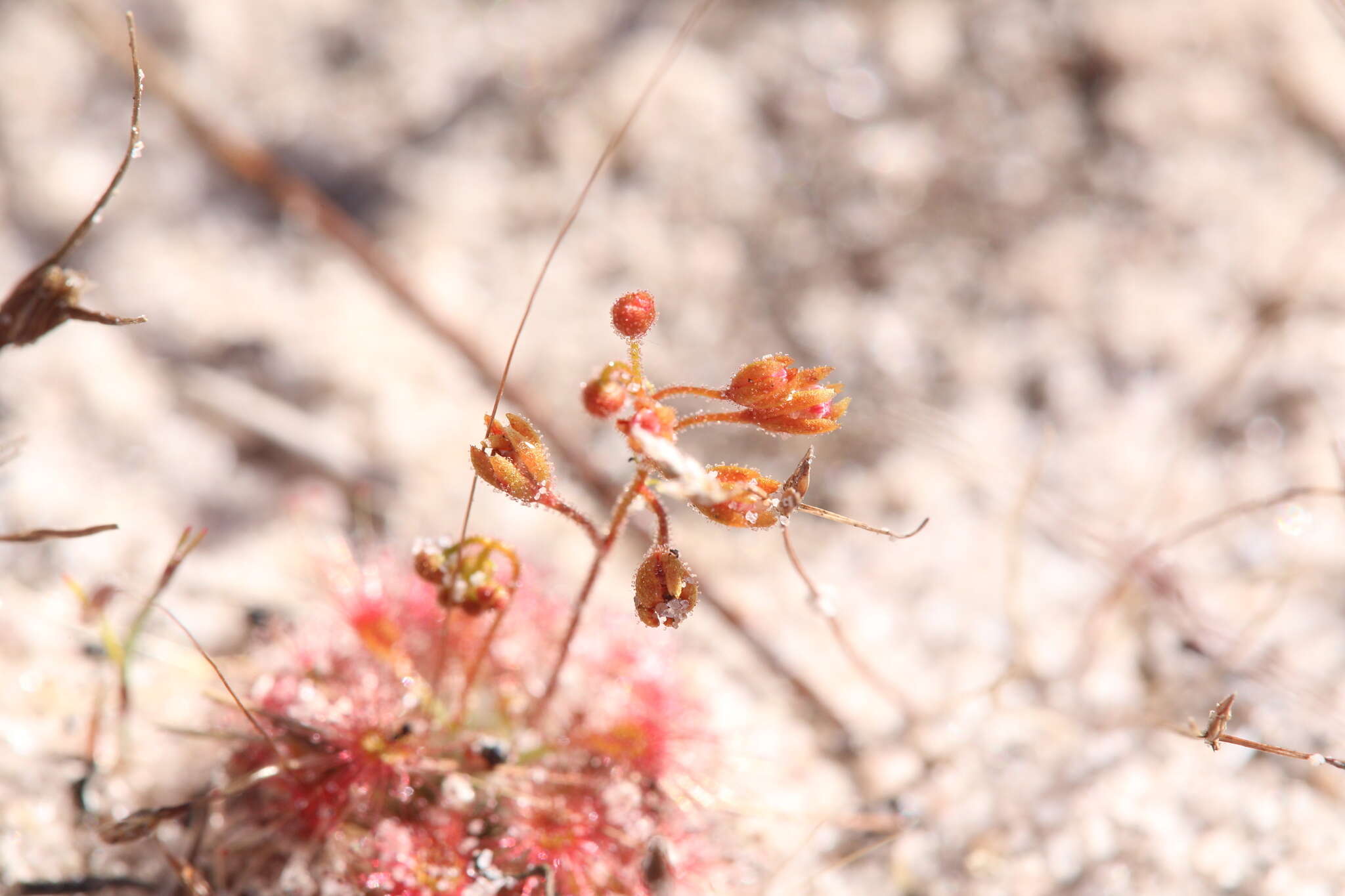 Image of Drosera leucostigma (N. G. Marchant & Lowrie) Lowrie & Conran