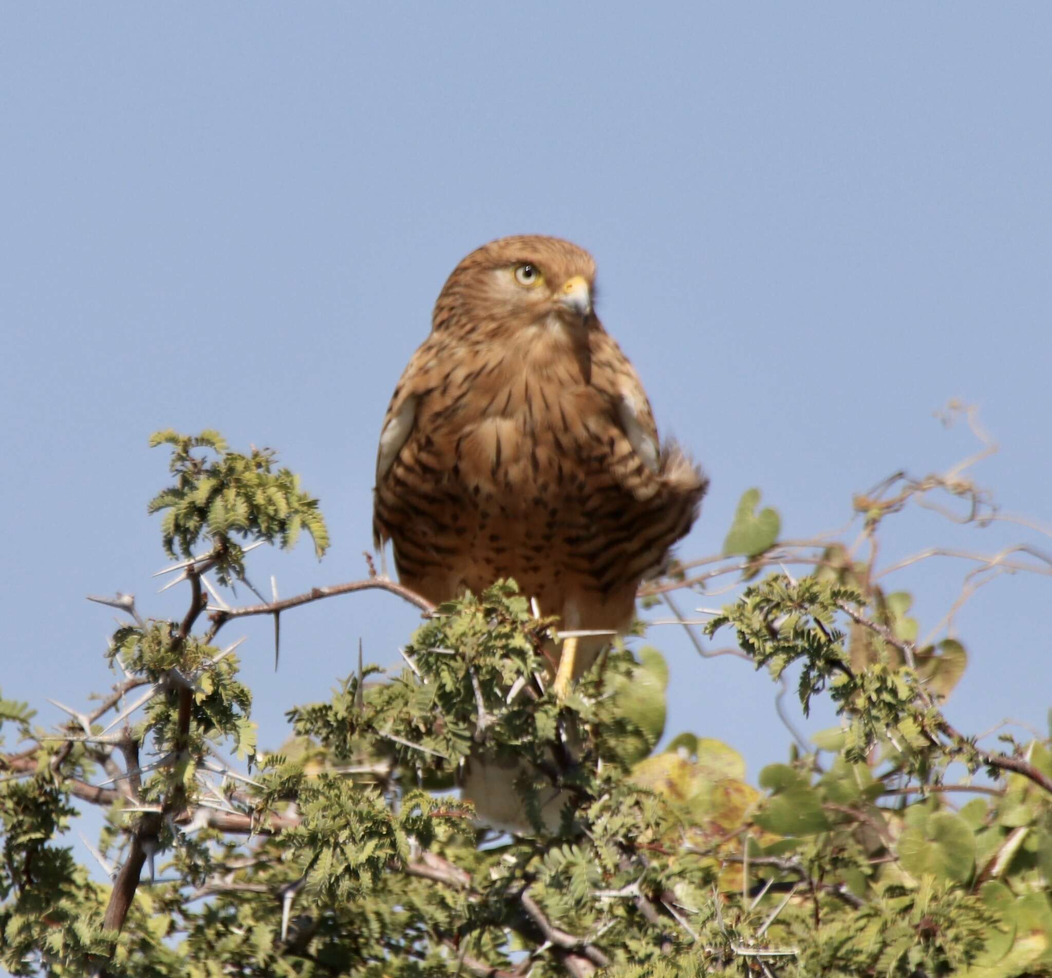 صورة Falco rupicoloides rupicoloides Smith & A 1829