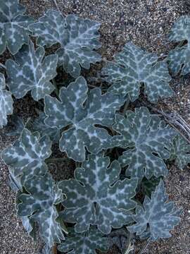 Image of Cucurbita cordata S. Watson