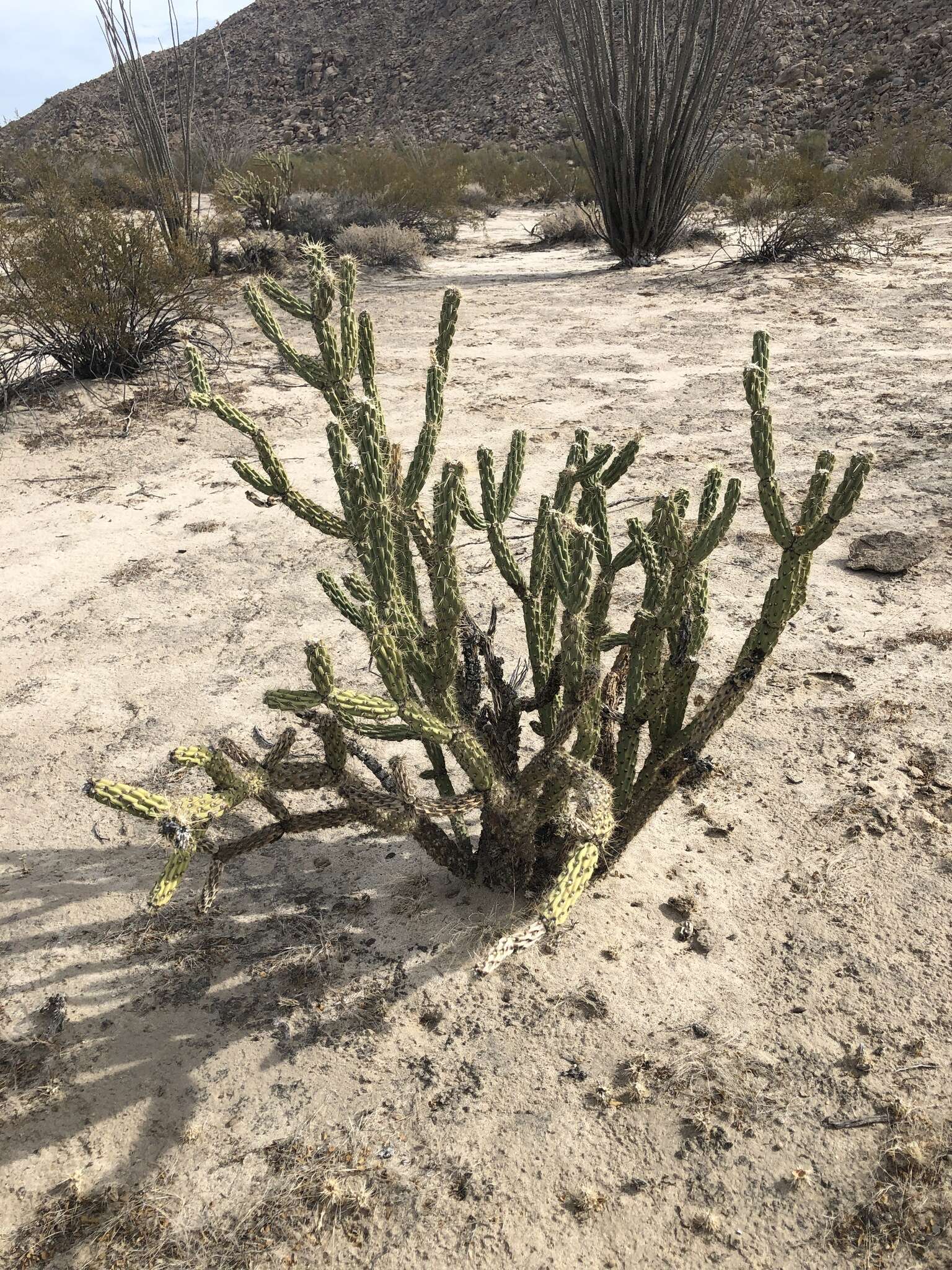 Image de Cylindropuntia californica var. delgadilloana (Rebman & Pinkava) Rebman