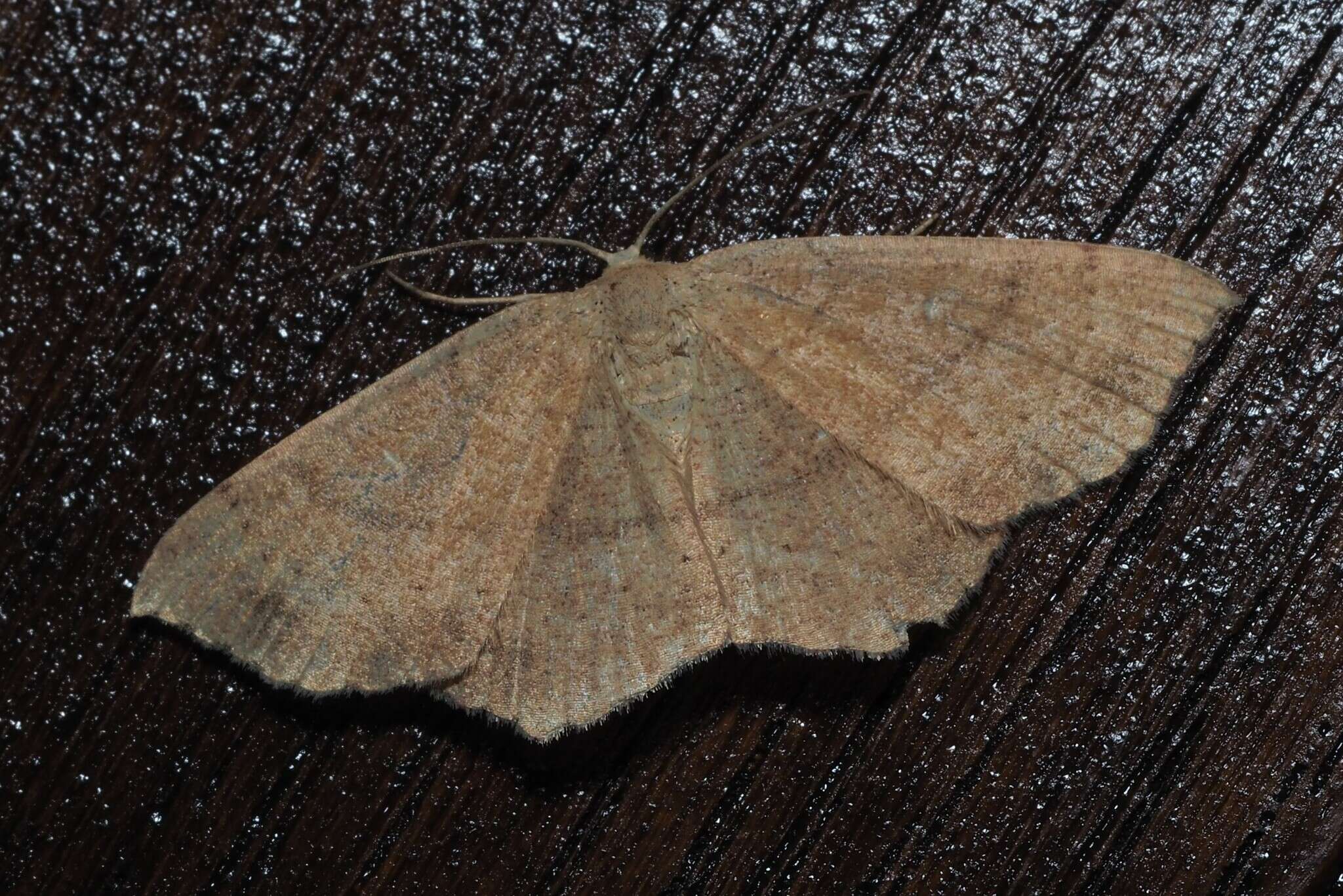 Cyclophora ruficiliaria Herrich-Schäffer 1855 resmi