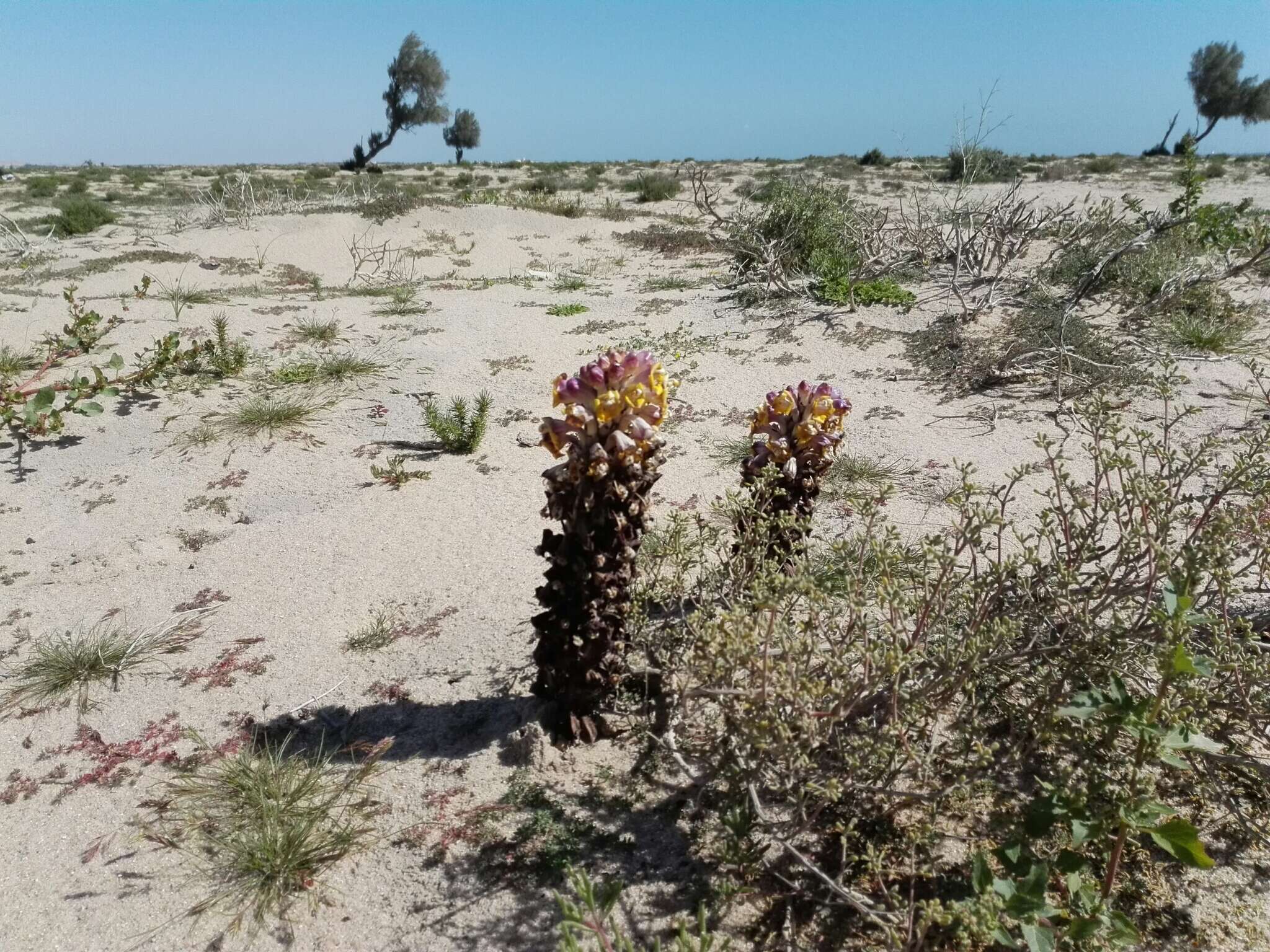 Image of Desert hyacinth