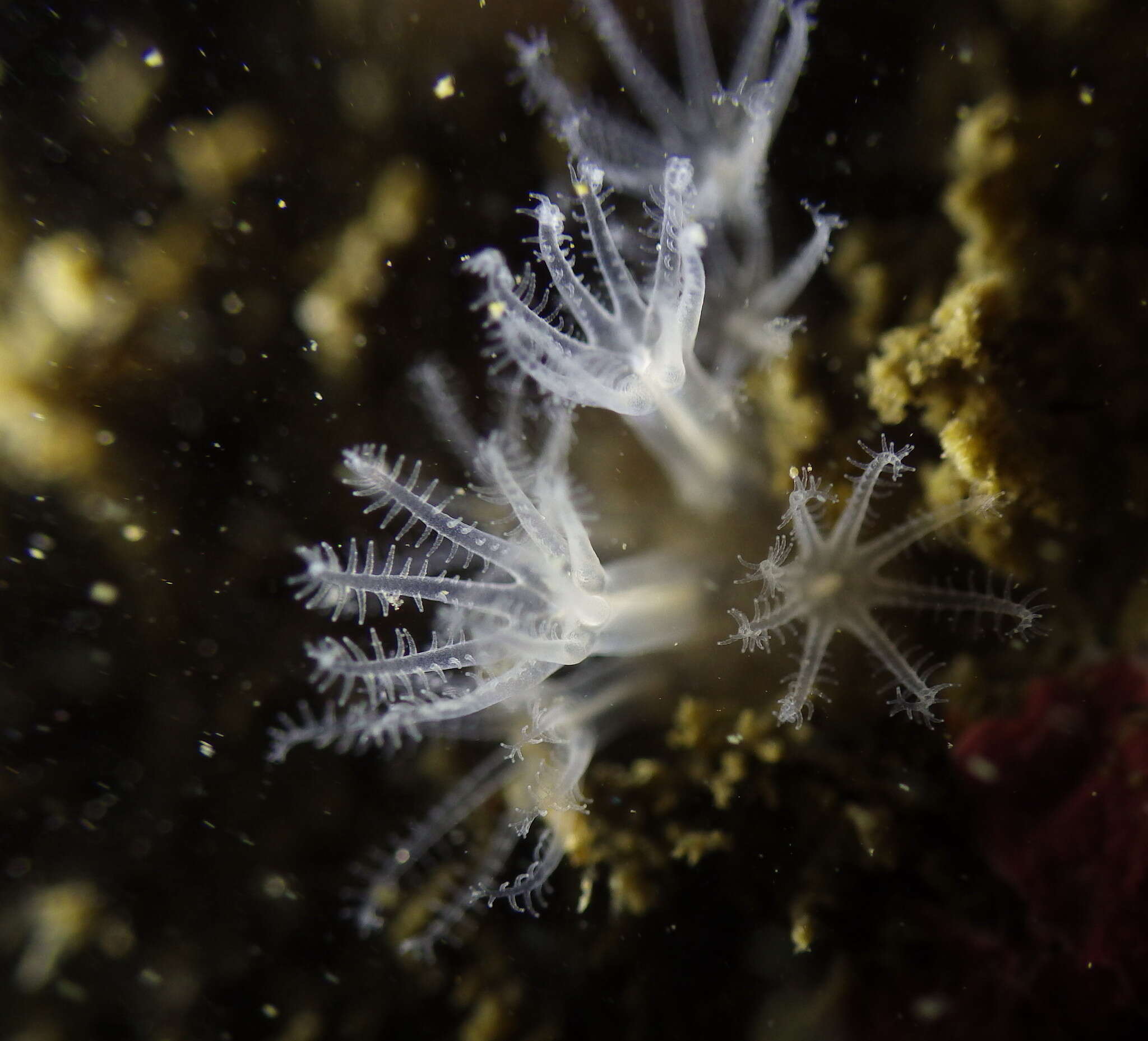 Image of white disc soft coral