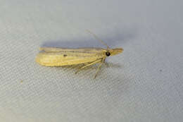 Image of Coenochroa californiella Ragonot 1887