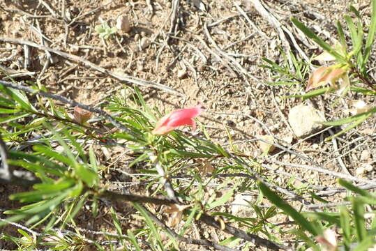 صورة Eremophila latrobei subsp. glabra (L. S. Smith) R. J. Chinnock