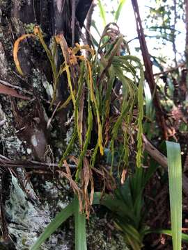 Image of flatfork fern