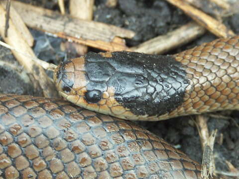 Image of Little Whip Snake