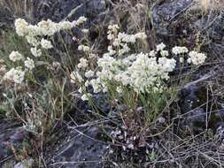 Imagem de Eriogonum nudum var. nudum