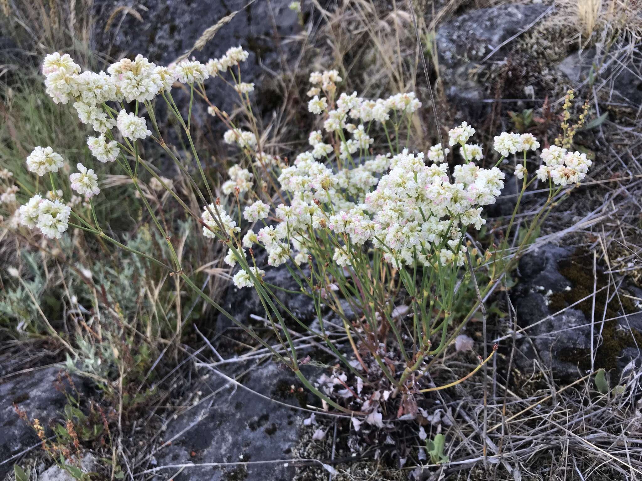 Eriogonum nudum var. nudum resmi