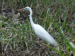 Image of Ardea intermedia plumifera (Gould 1848)