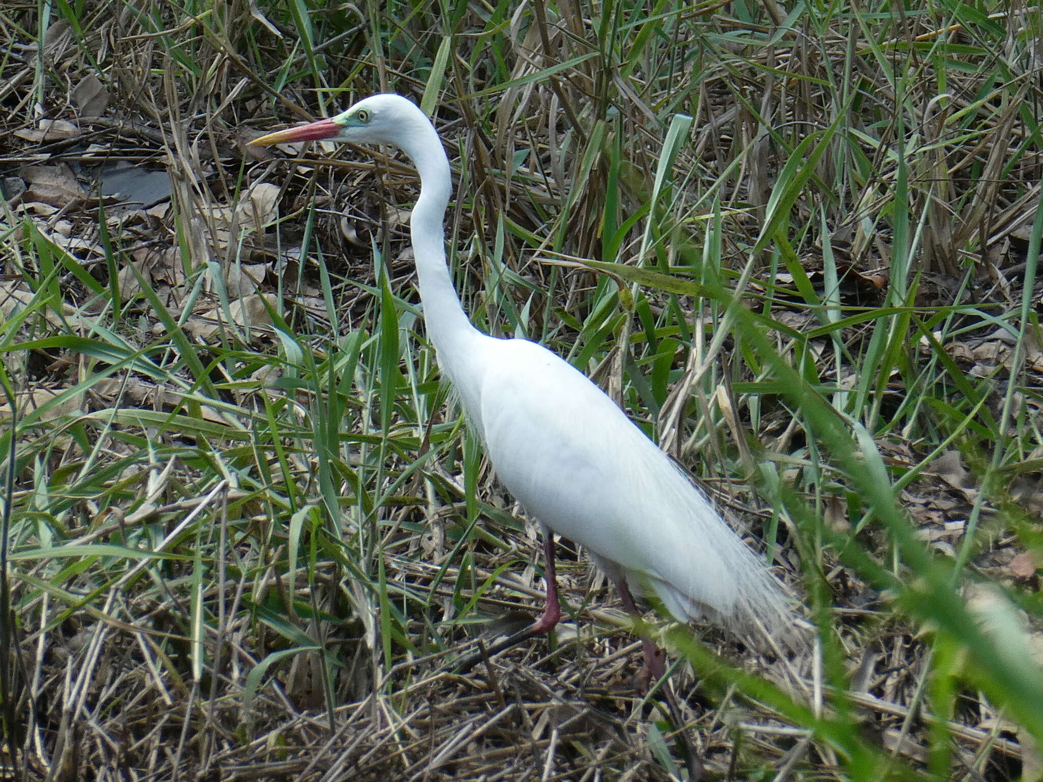 Imagem de Ardea intermedia plumifera (Gould 1848)