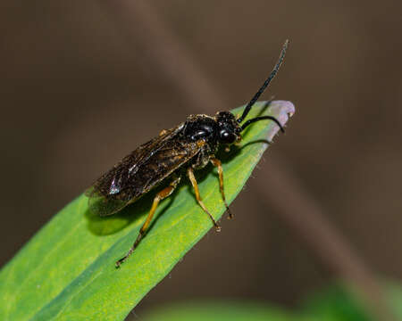 Image of Pristiphora rufipes Serville 1823