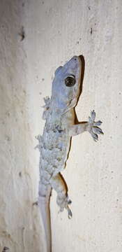 Image of Baobab Gecko