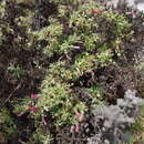 Image of Galvezia elisensii M. O. Dillon & Quip.
