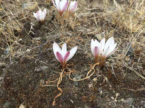 Imagem de Zephyranthes andina (R. E. Fr.) Traub