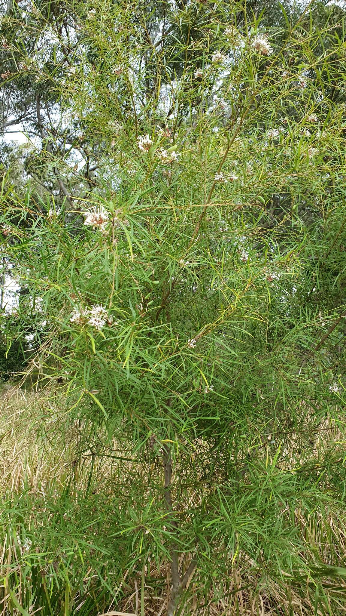 Imagem de Grevillea linearifolia (Cav.) Druce