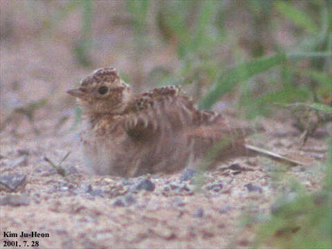 Image of Skylark