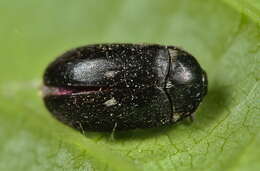 Image of Fur beetle